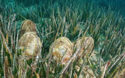 Suivi des populations de grandes nacres le long du littoral Occitan