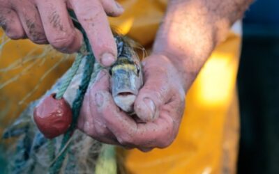 Pré-évaluation de pêcheries françaises-espagnoles de Méditerranée