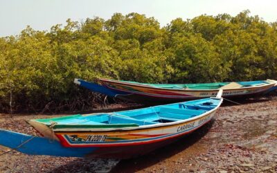 Évaluation de projets de restauration et de conservation de la mangrove sénégalaise