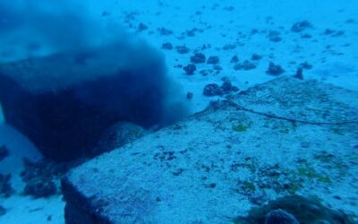Suivi de l’impact environnemental du rejet des eaux traitées de l’émissaire de la station d’épuration de Haapiti, sur l’île de Moorea