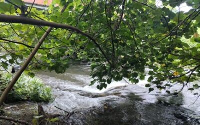 Étude de la qualité environnementale des rivières de la communauté de communes Tereheamanu
